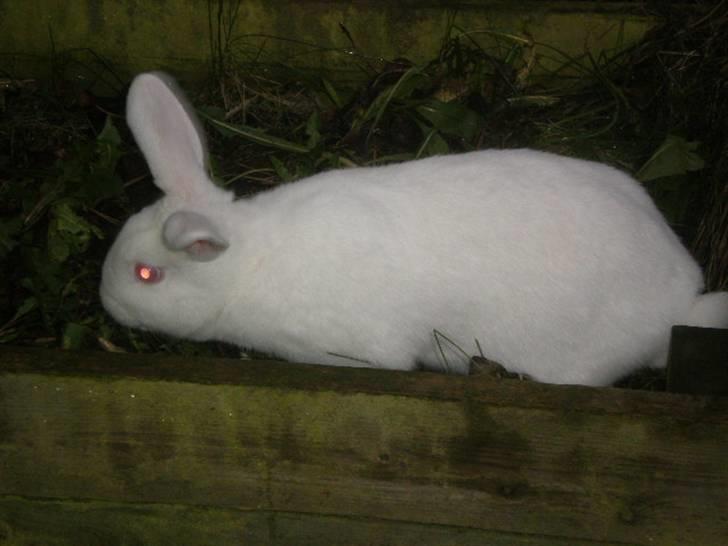 Kanin Stald Dall´s Sarabi billede 16