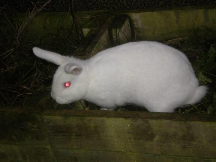 Kanin Stald Dall´s Sarabi billede 17