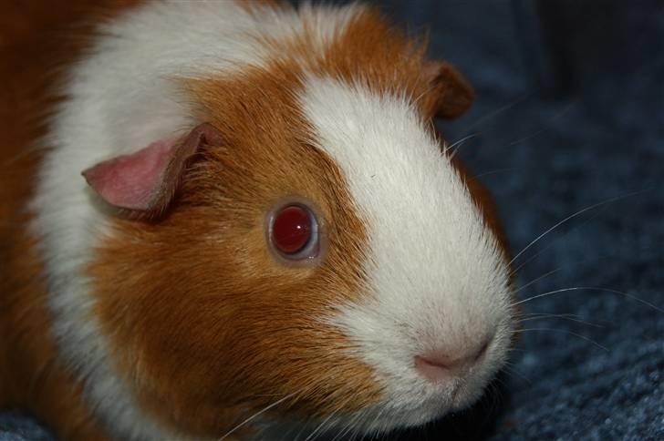 Marsvin Flora billede 1