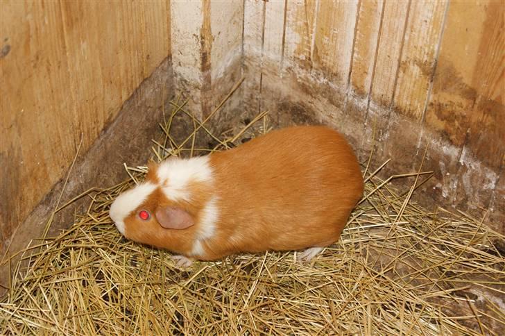 Marsvin Flora billede 2