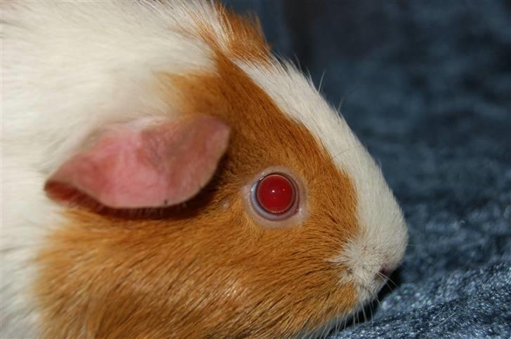 Marsvin Flora billede 3