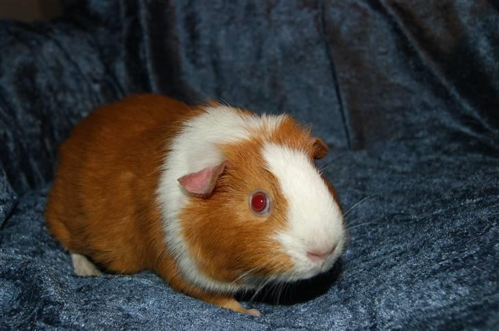 Marsvin Flora billede 4