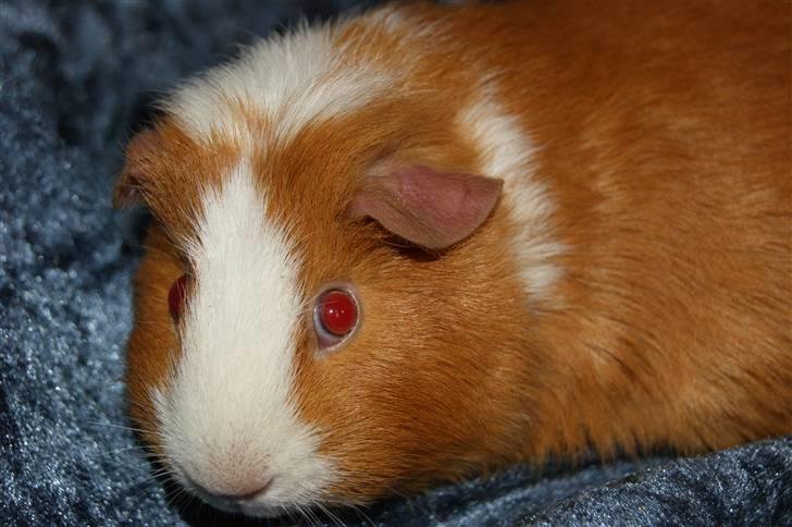 Marsvin Flora billede 5