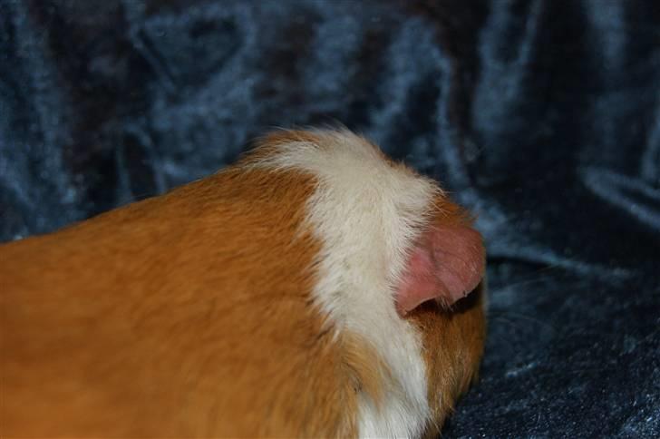 Marsvin Flora billede 6