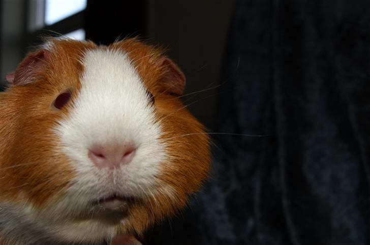 Marsvin Flora billede 7