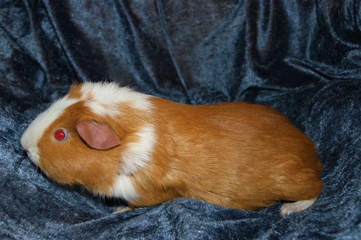 Marsvin Flora billede 8