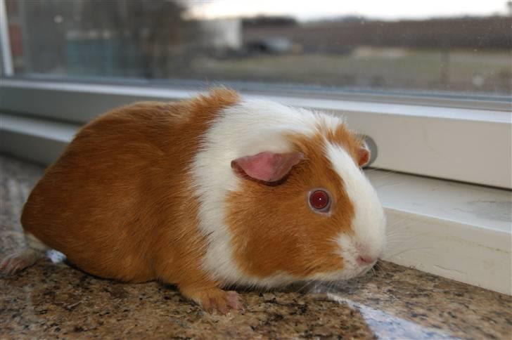 Marsvin Flora billede 9