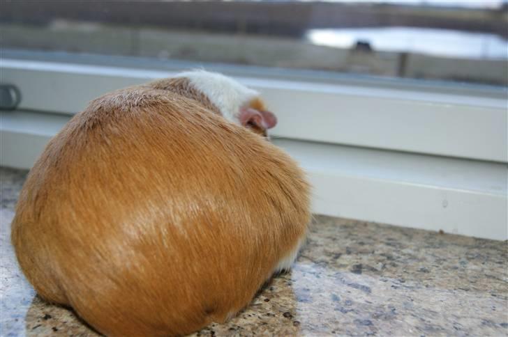 Marsvin Flora billede 10