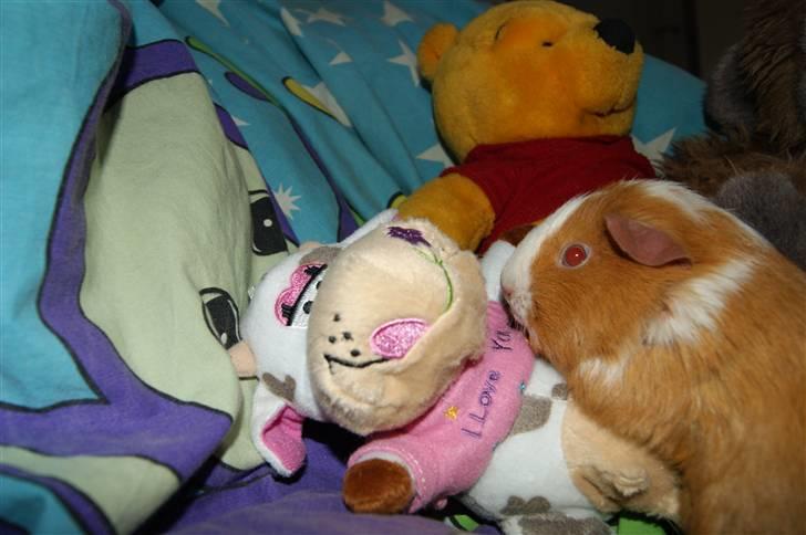 Marsvin Flora billede 11