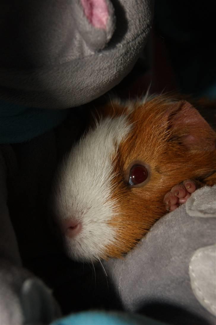 Marsvin Flora billede 12