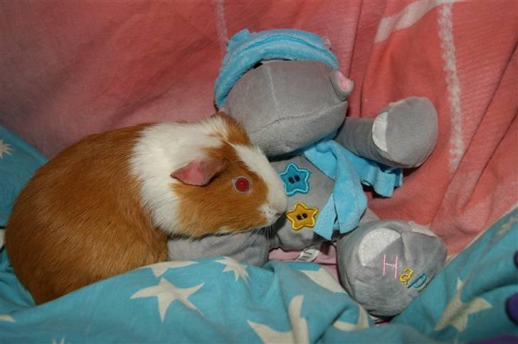 Marsvin Flora billede 13