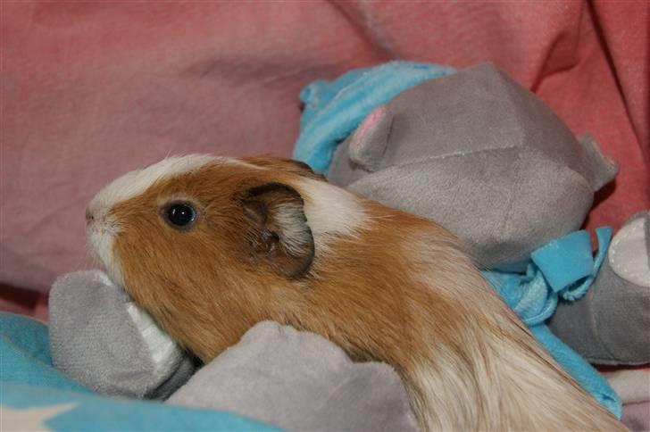 Marsvin Rainbow billede 1