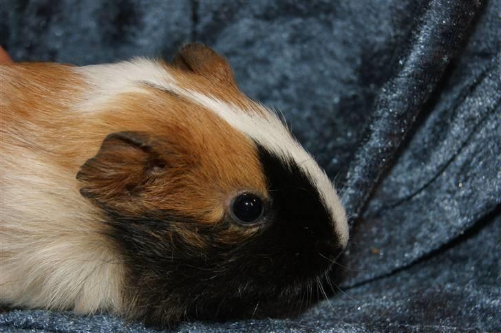 Marsvin Rainbow billede 2