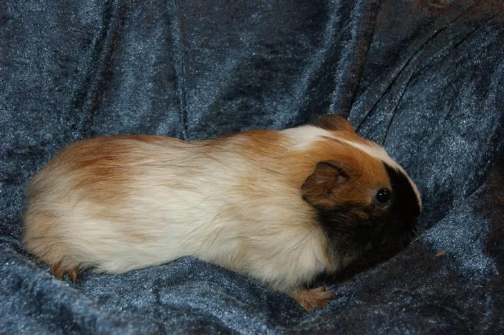 Marsvin Rainbow billede 3