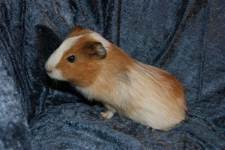 Marsvin Rainbow billede 4