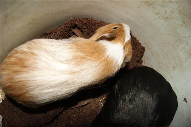 Marsvin Rainbow billede 5