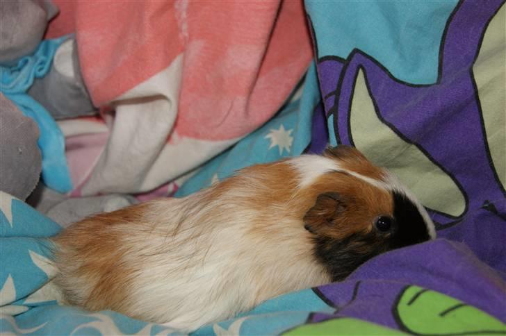 Marsvin Rainbow billede 6