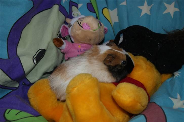 Marsvin Rainbow billede 7