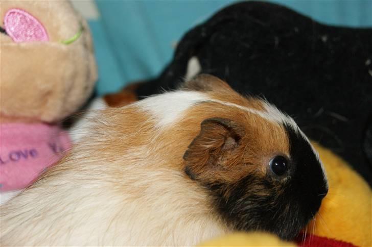 Marsvin Rainbow billede 8