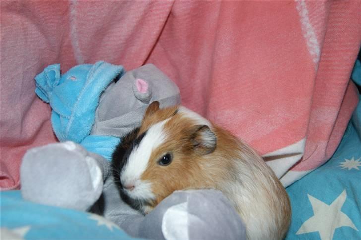 Marsvin Rainbow billede 9