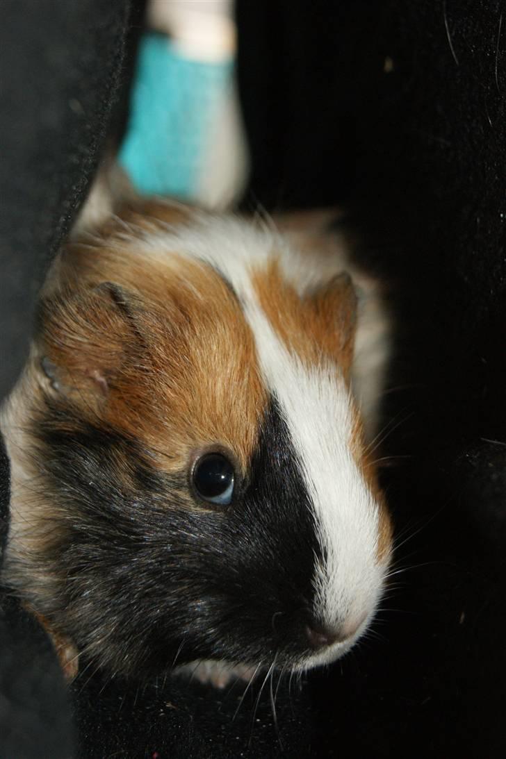 Marsvin Rainbow billede 10