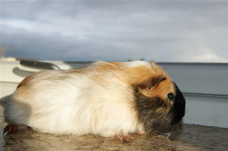 Marsvin Rainbow billede 11