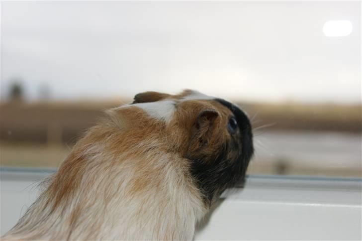 Marsvin Rainbow billede 12