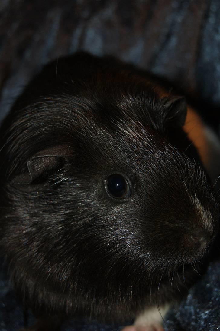 Marsvin Scala billede 1