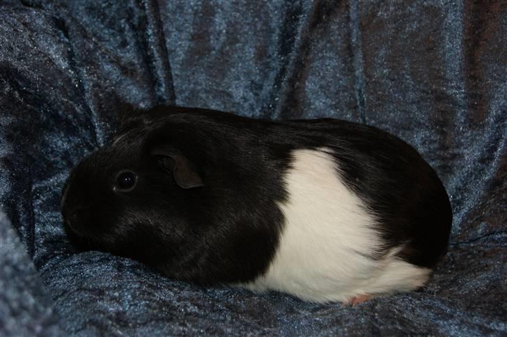 Marsvin Scala billede 2