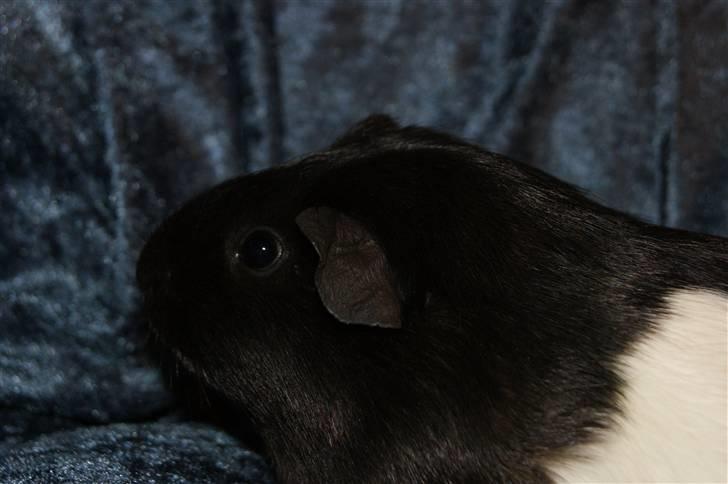 Marsvin Scala billede 3