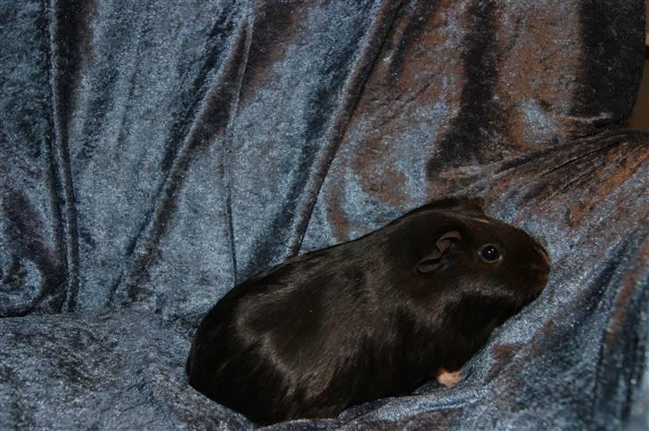 Marsvin Scala billede 4