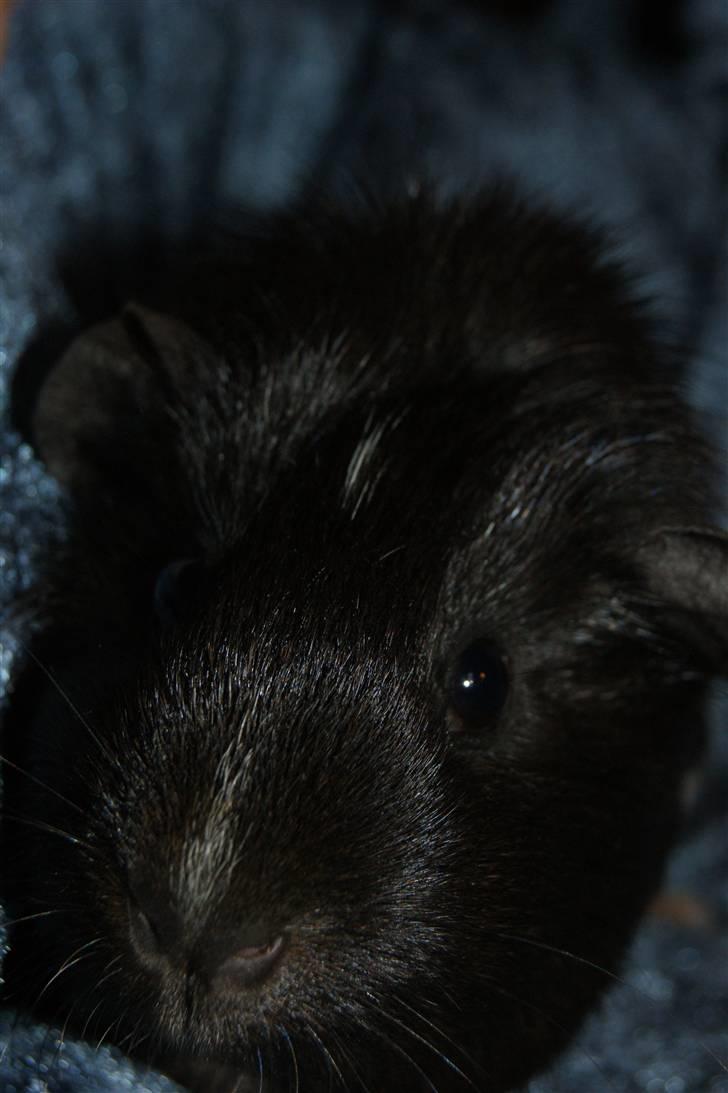 Marsvin Scala billede 5