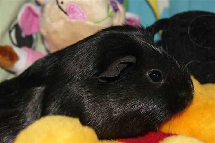 Marsvin Scala billede 6