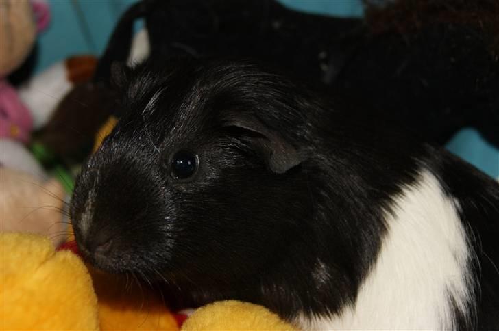 Marsvin Scala billede 7