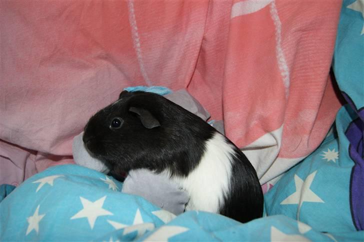 Marsvin Scala billede 8