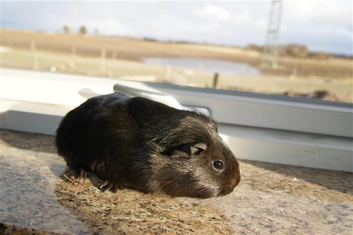 Marsvin Scala billede 9