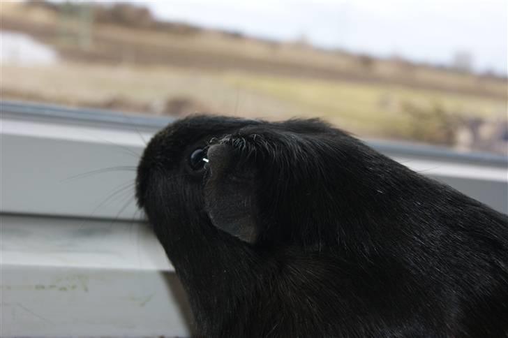 Marsvin Scala billede 10