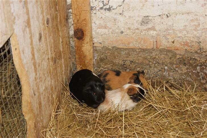 Marsvin Scala billede 11