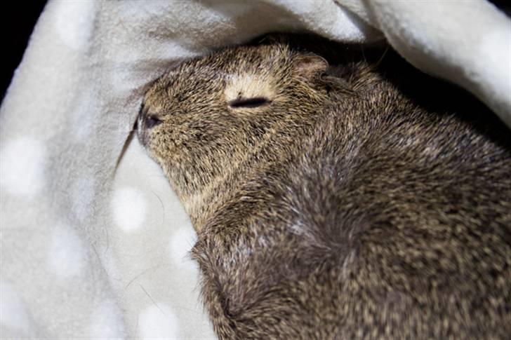 Marsvin Mulle billede 11