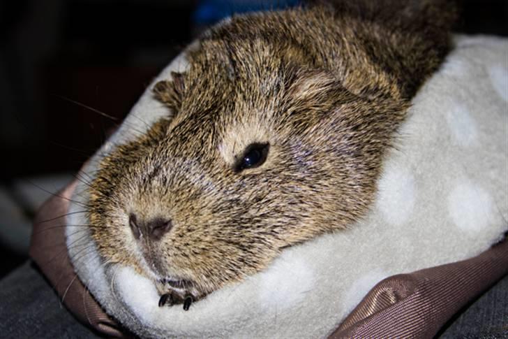 Marsvin Mulle billede 12