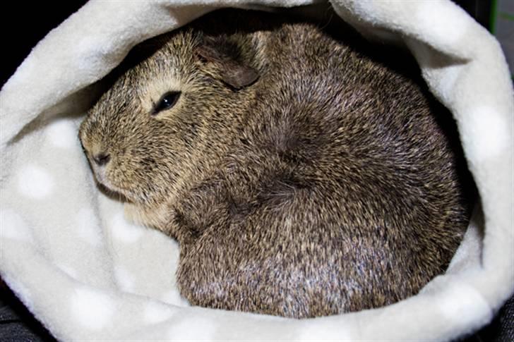 Marsvin Mulle billede 13