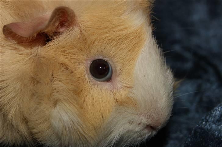 Marsvin Willow billede 1