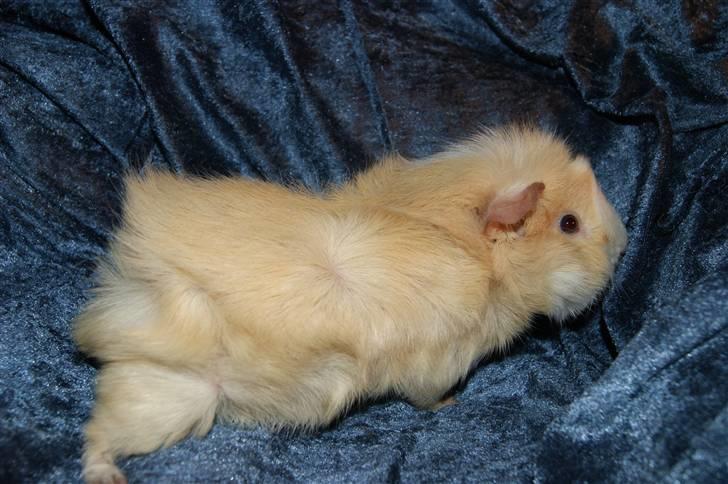 Marsvin Willow billede 2