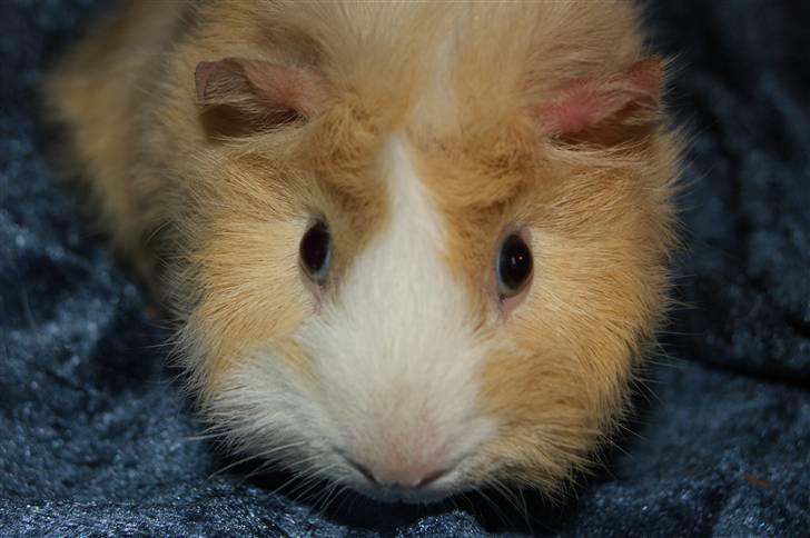 Marsvin Willow billede 3