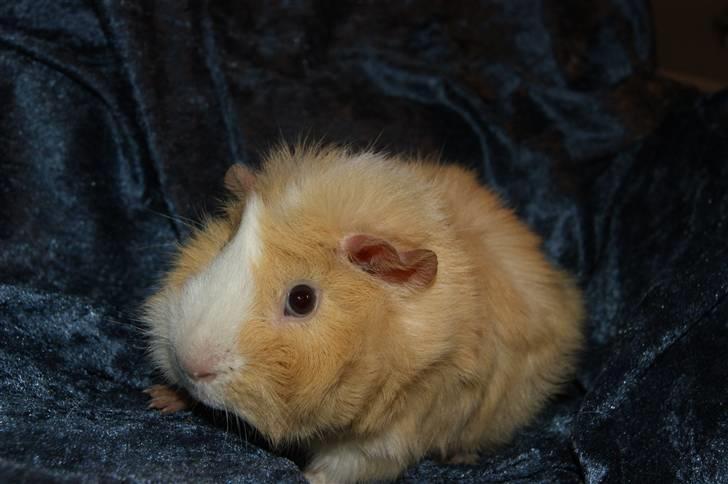 Marsvin Willow billede 4