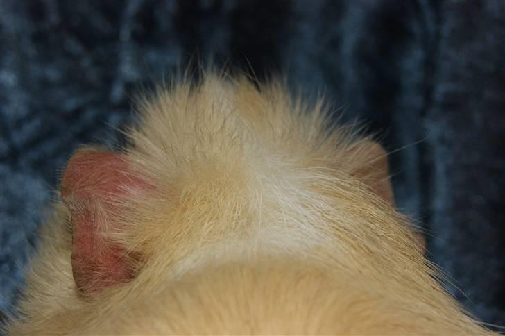 Marsvin Willow billede 5