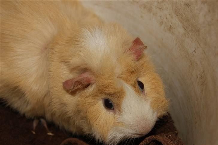 Marsvin Willow billede 6