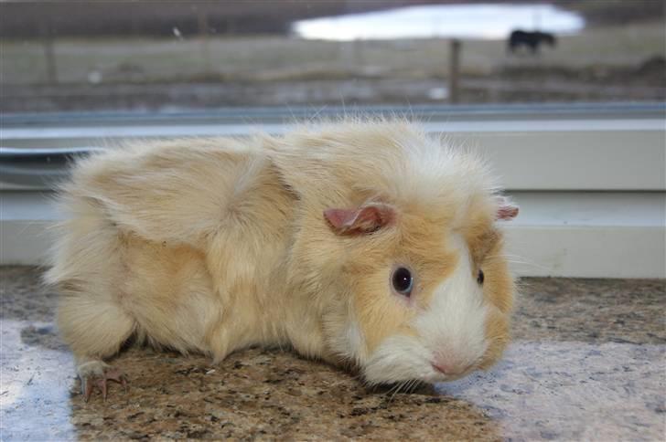 Marsvin Willow billede 7