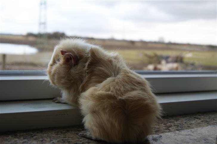 Marsvin Willow billede 8