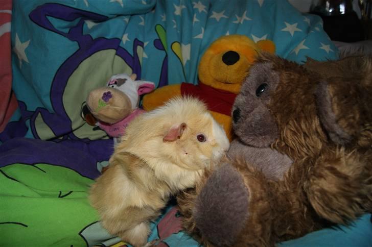 Marsvin Willow billede 9